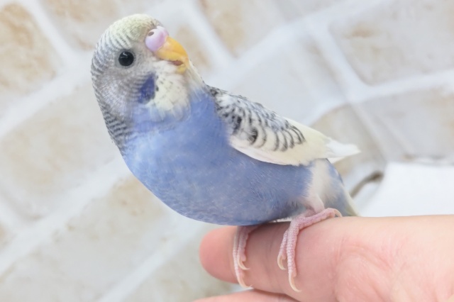 最新画像あり！　セキセイインコ（レインボースパングルパイド）　成長が楽しみです！