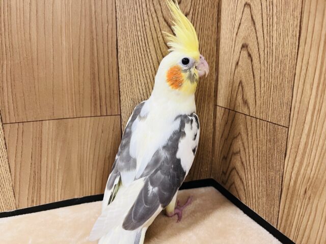 オカメインコ