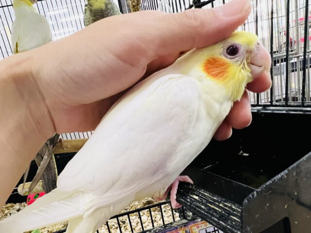 オカメインコ