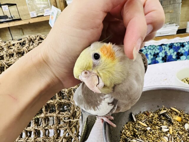 画像更新☆ぷりん♪と丸っこいシナモンオカメインコ〜