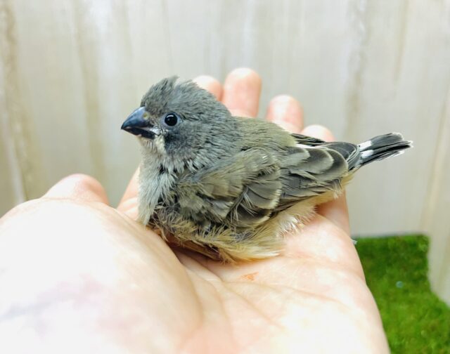 最新画像になりますよ‼️ちっちゃい！！おちびキンカ鳥さん！　キンカ鳥　ノーマル