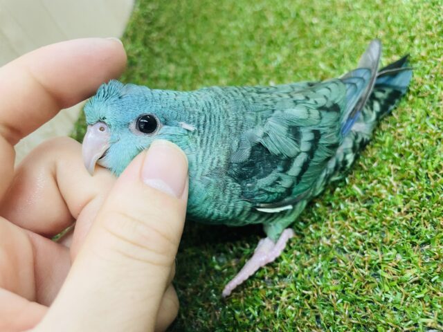 サザナミインコ