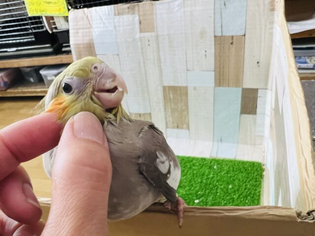 オカメインコ