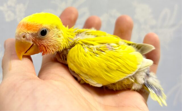 コザクラインコ（小桜インコ）