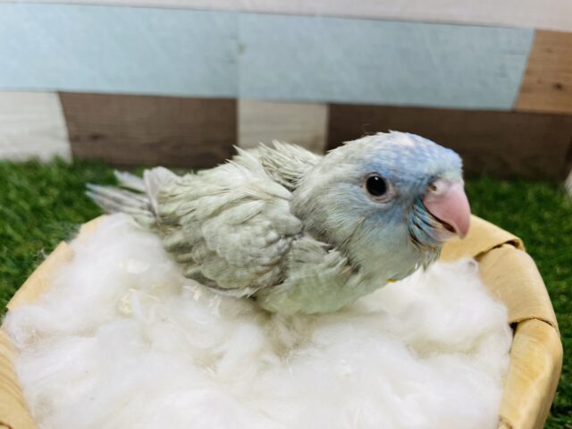 サザナミインコ