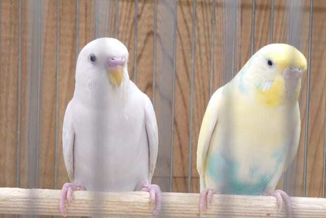 セキセイインコ