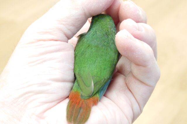 チモールセイコウチョウ