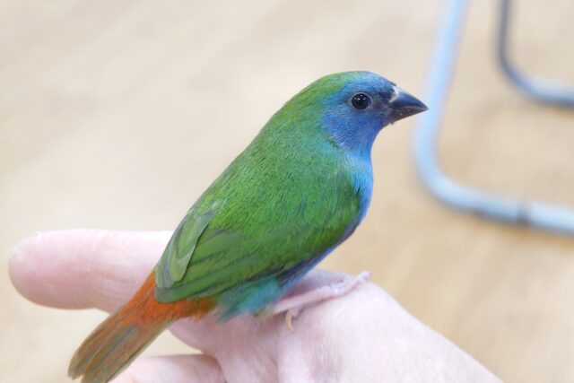 チモールセイコウチョウ
