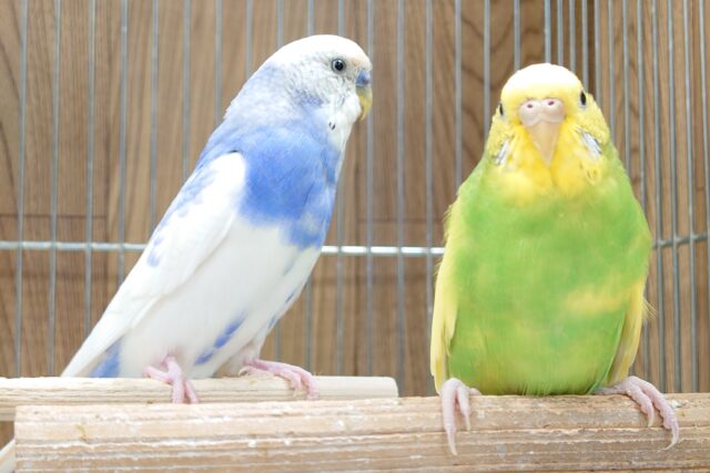 セキセイインコ