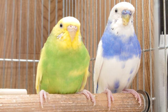 う、動きがシンクロ系☆似たもの夫婦～　セキセイインコ　ペア～～