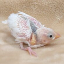 ビビっている場合いじゃ、ない！　食べなきゃっ食べなきゃ～～　白文鳥～～