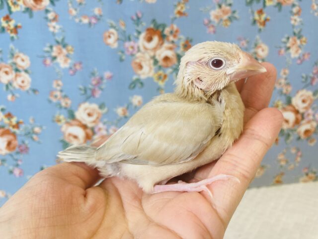 シナモン文鳥