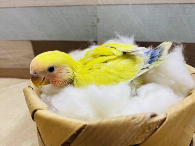 コザクラインコ（小桜インコ）