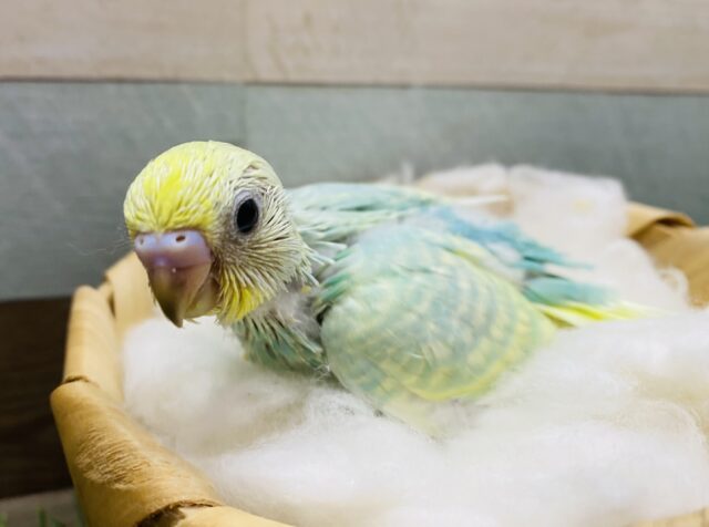 美しいエメラルドグリーンです☆セキセイインコパステルカラーレインボー！