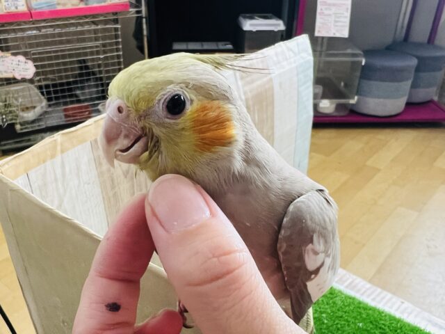 オカメインコ