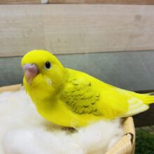最新画像有り！模様が少なめの元気っコ☆セキセイインコハルクイン！
