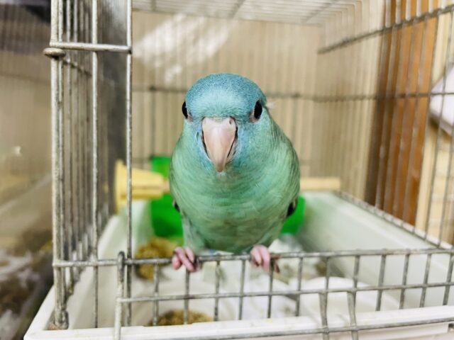 サザナミインコ