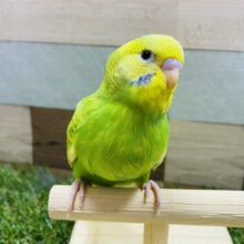 最新画像有り！明るめカラーのビタミンちゃん☆セキセイインコのスパングルパイド！
