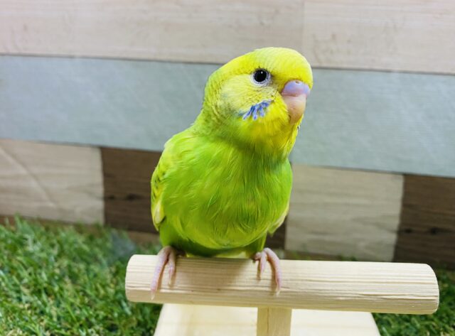 最新画像有り！明るめカラーのビタミンちゃん☆セキセイインコのスパングルパイド！