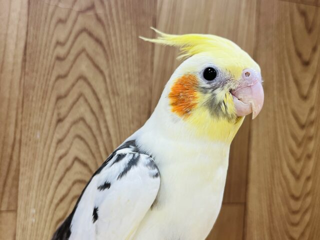 オカメインコ