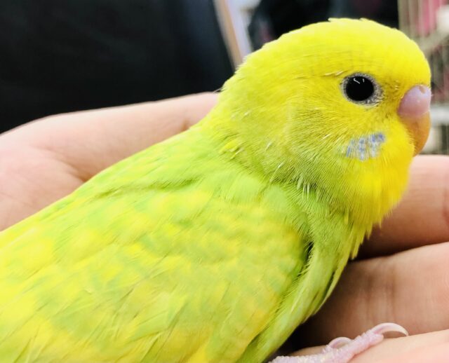 綺麗なライムカラー　セキセイインコ　Ｒ５　５／２４撮影