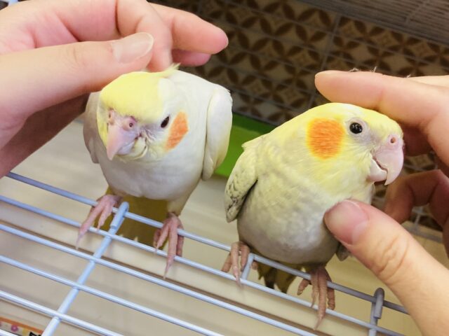 オカメインコ