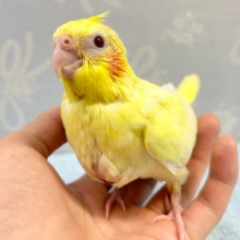 色が濃い💛オカメインコ 2023年3月生まれ