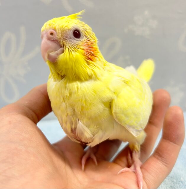 色が濃い💛オカメインコ 2023年3月生まれ