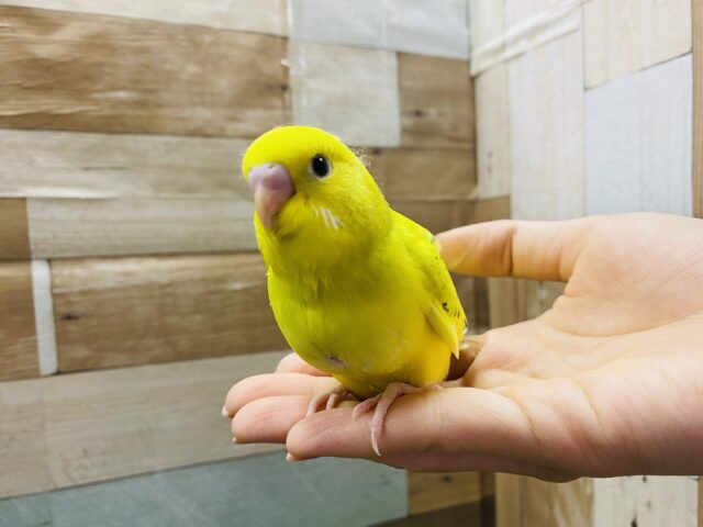 セキセイインコ