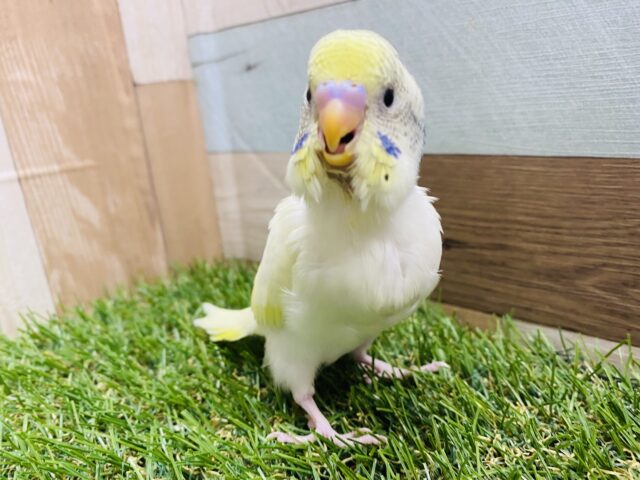 セキセイインコ