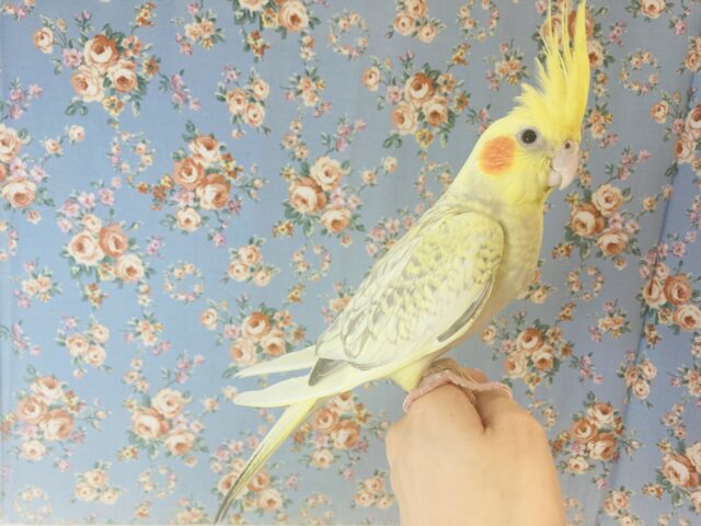 オカメインコ