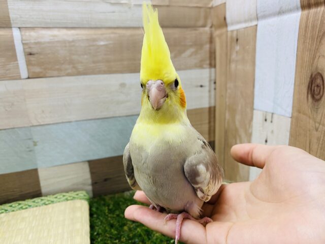 オカメインコ