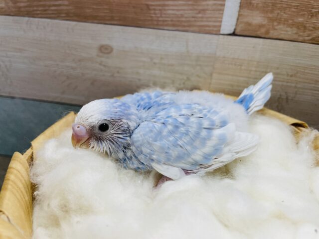 明るいブルーが綺麗なヒナさんです！セキセイインコのスパングル！