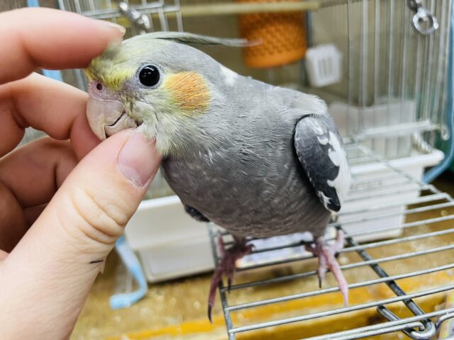 オカメインコ