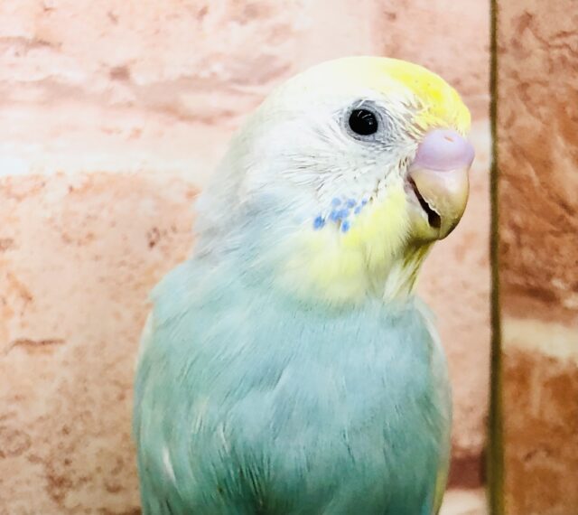 カラフルカラー　セキセイインコ　Ｒ５　５／１７撮影