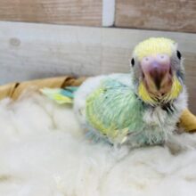明るいグリーンの人気の高いヒナさん！セキセイインコのパステルカラーレインボー！