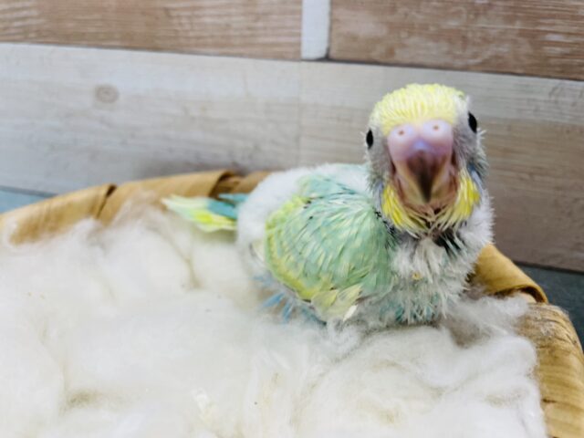 明るいグリーンの人気の高いヒナさん！セキセイインコのパステルカラーレインボー！