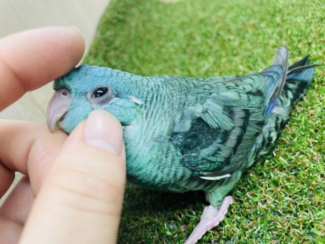 サザナミインコ