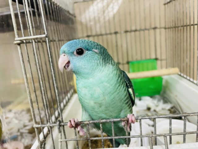 サザナミインコ