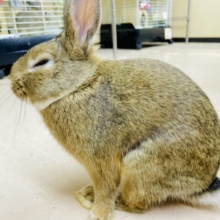 最新画像になりますよ〜！明るめチェスナットカラー！　ネザーランドドワーフ　チェスナット　男の子