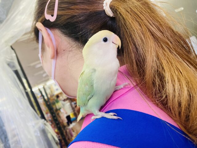 コザクラインコ（小桜インコ）