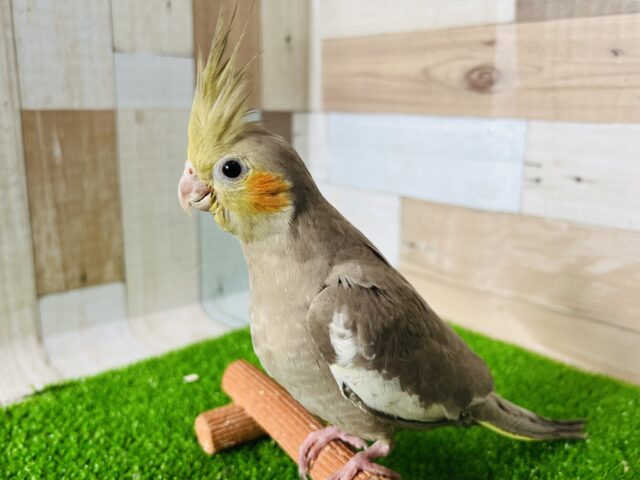 オカメインコ