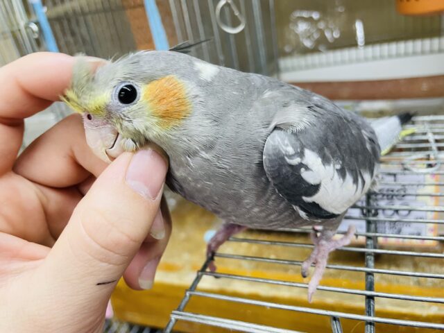 オカメインコ