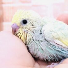 今週はいろんなカラーが！　セキセイインコ　Ｒ５　５／１７撮影