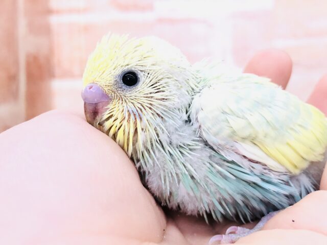 今週はいろんなカラーが！　セキセイインコ　Ｒ５　５／１７撮影