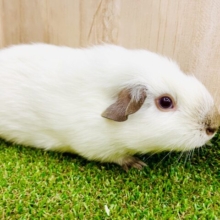 レアモルモット君⭐️ 初めまして！垂れ耳だよ！　ロシアンモルモット　男の子