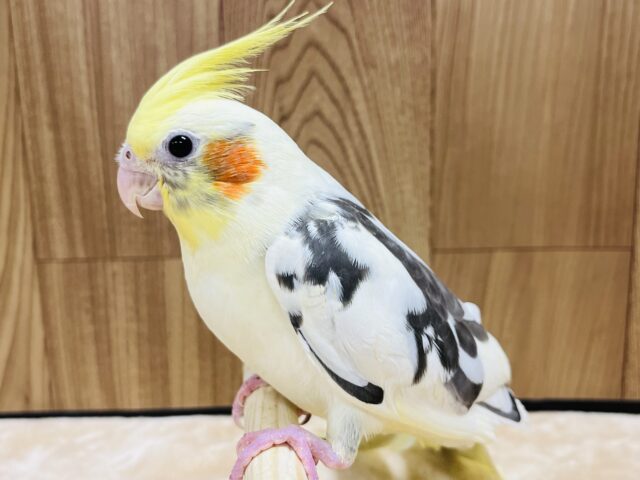 オカメインコ