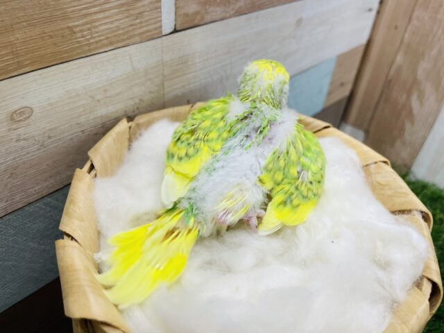 セキセイインコ