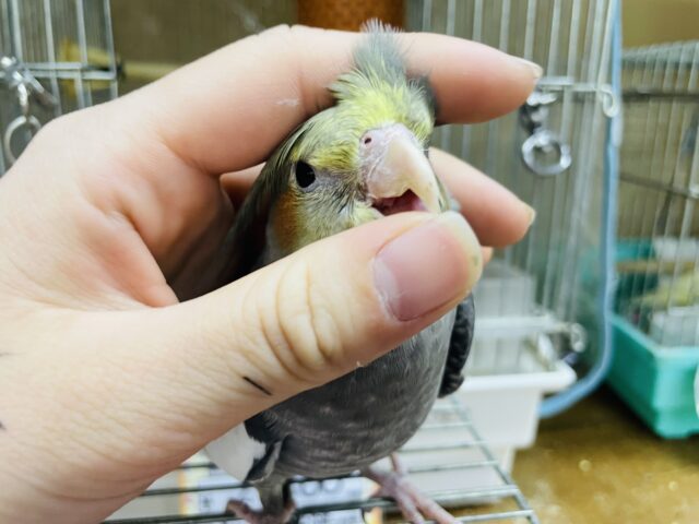 オカメインコ