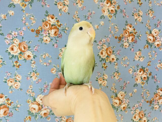 コザクラインコ（小桜インコ）